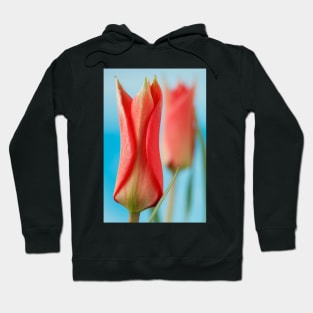 Tulipa linifolia  Flax-leaved tulip  Miscellaneous tulip Hoodie